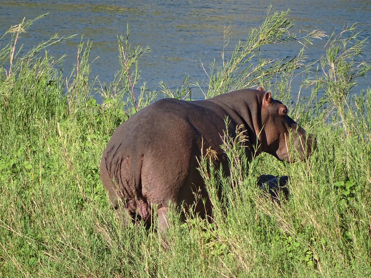 Emhosheni River Lodge Balule Doğa Koruma Alanı Dış mekan fotoğraf