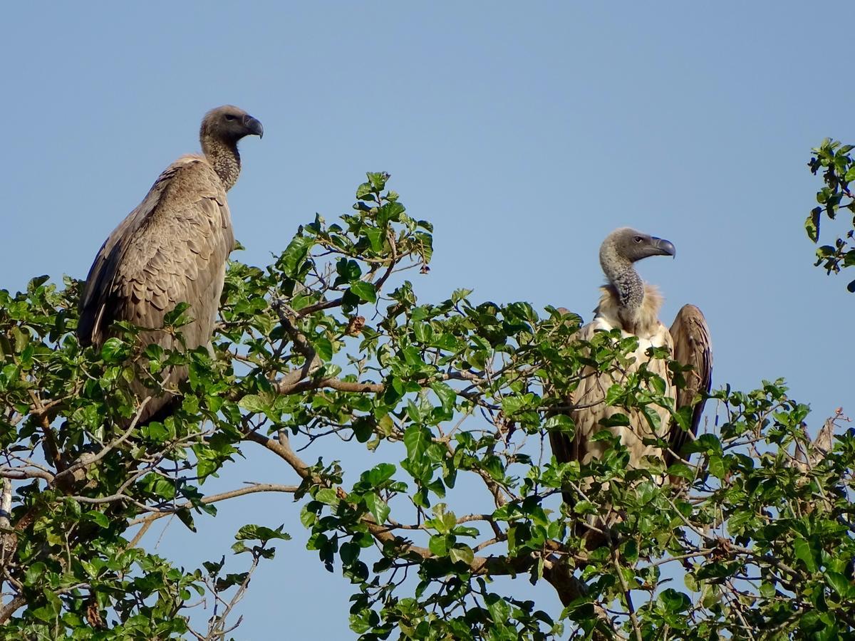 Emhosheni River Lodge Balule Doğa Koruma Alanı Dış mekan fotoğraf